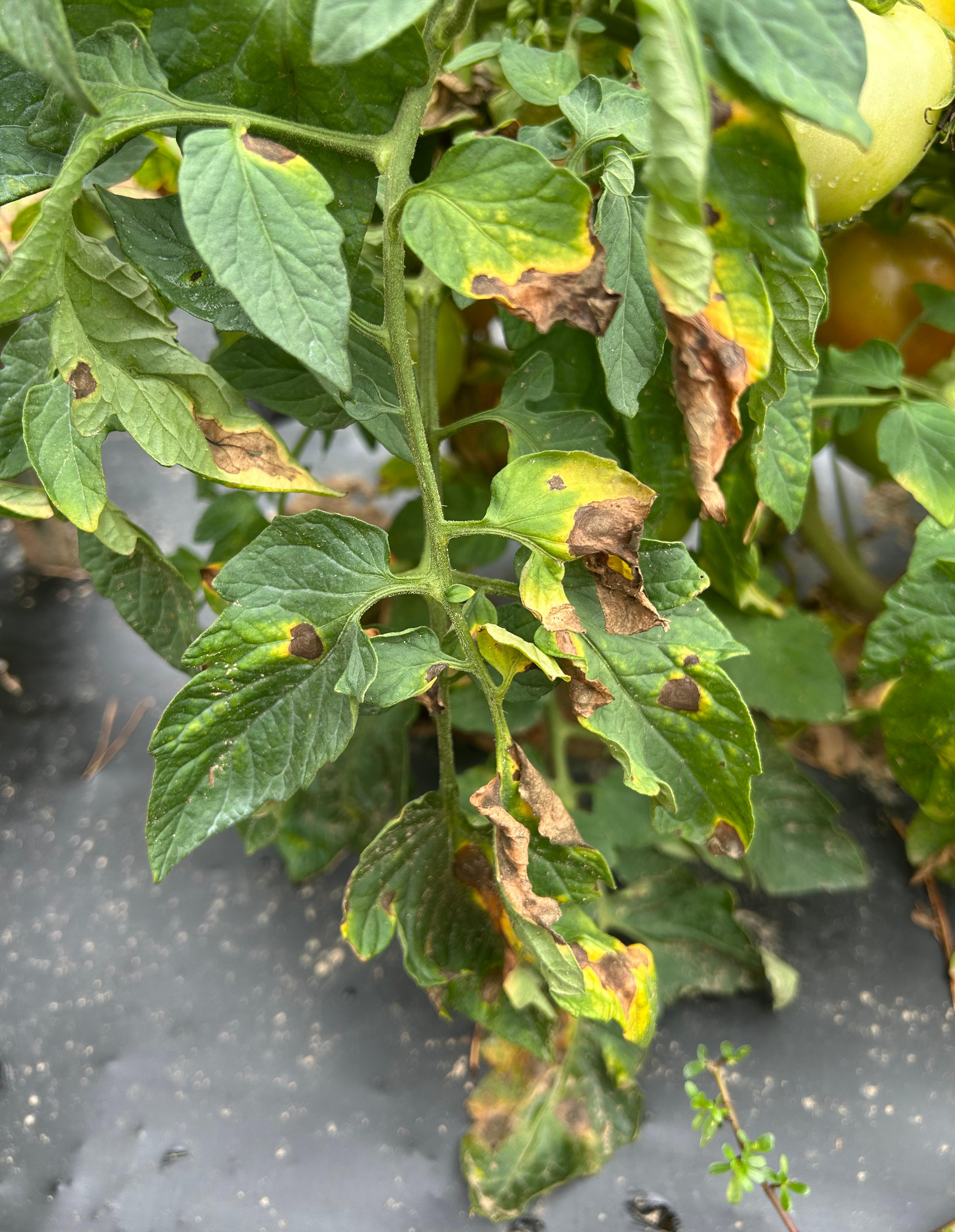 Carrot leaves with brown spots, curled and burnt looking edges.
